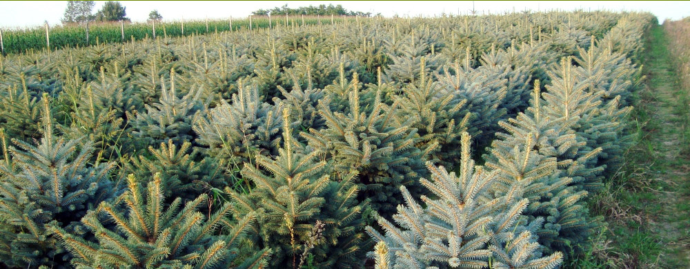 abete rosso picea pungens Polonia