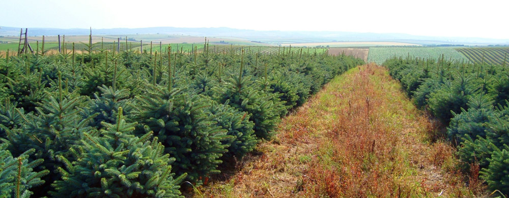 abete rosso picea pungens Polonia