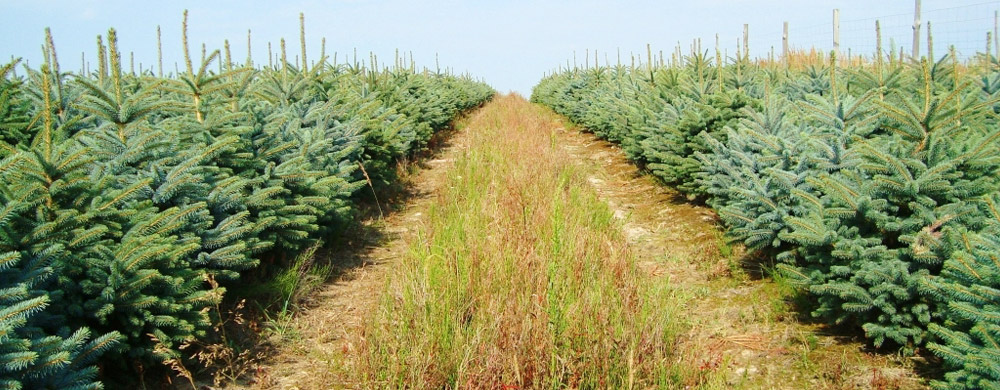 abete rosso picea pungens Polonia