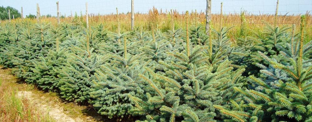 abete rosso picea pungens Polonia