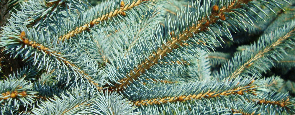 abete rosso picea pungens Polonia