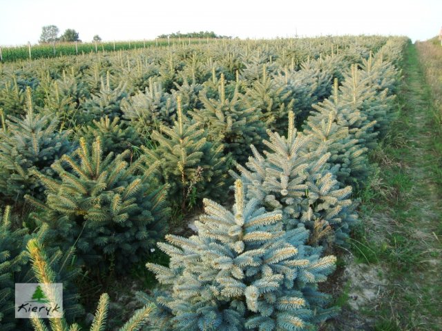 abete rosso picea pungens Polonia