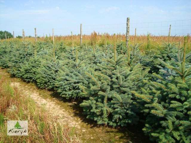 abete rosso picea pungens Polonia