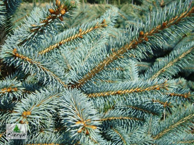 abete rosso picea pungens Polonia