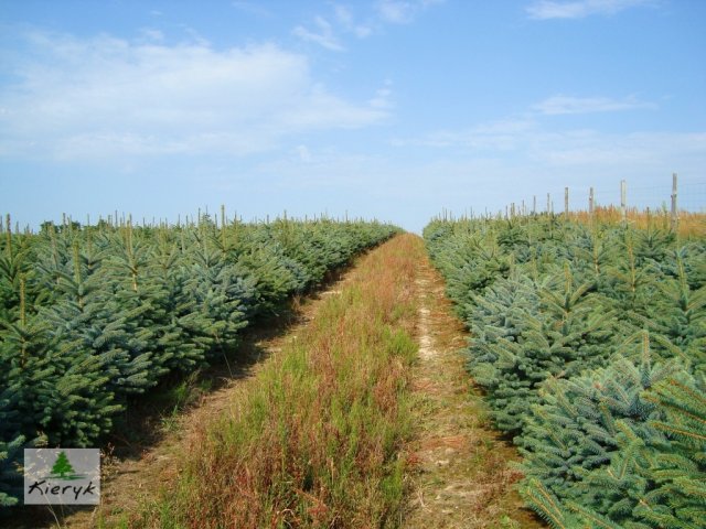 abete rosso picea pungens Polonia