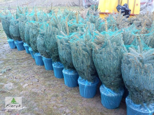 abete rosso picea pungens Polonia