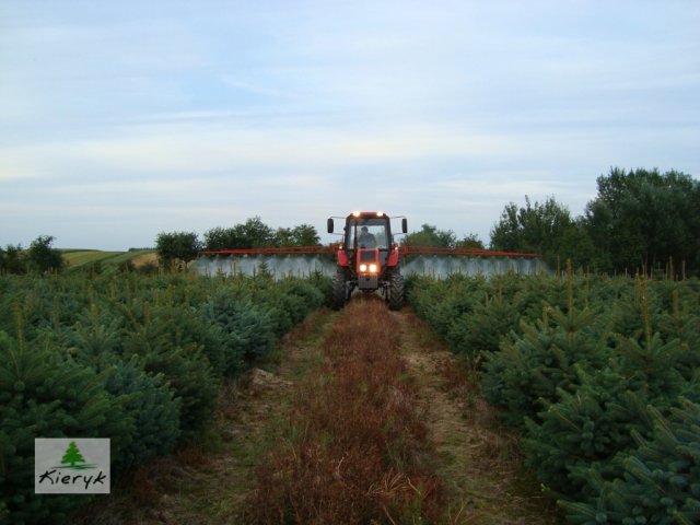 abete rosso picea pungens Polonia