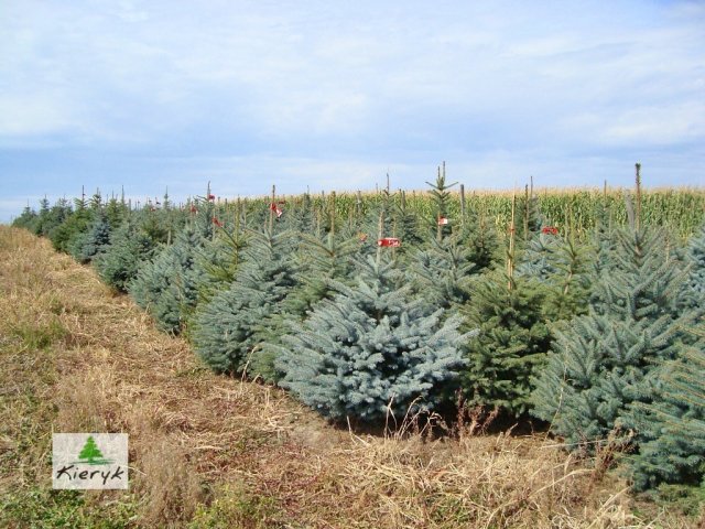 abete rosso picea pungens Polonia