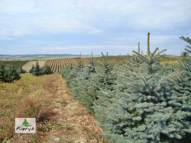 abete rosso picea pungens Polonia