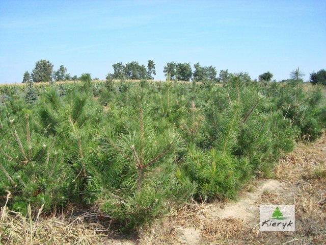 abete rosso picea pungens Polonia