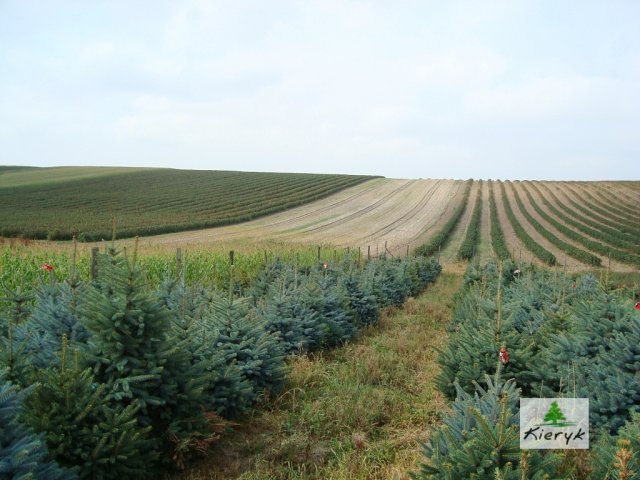 abete rosso picea pungens Polonia