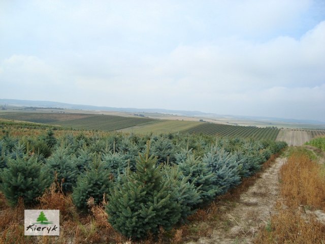 abete rosso picea pungens Polonia