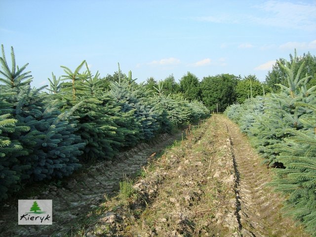 abete rosso picea pungens Polonia