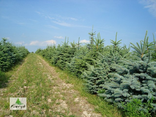 abete rosso picea pungens Polonia
