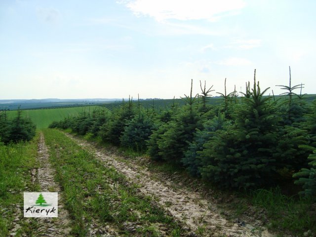 abete rosso picea pungens Polonia