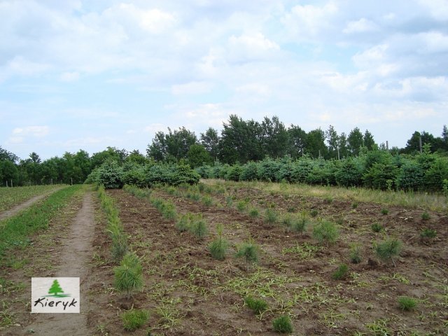 abete rosso picea pungens Polonia