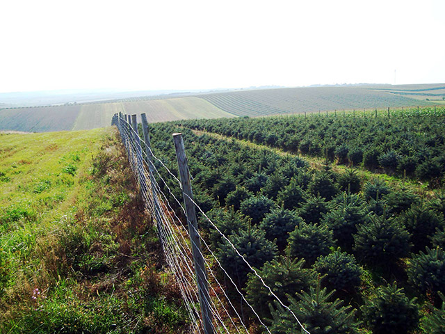 abete rosso picea pungens Polonia
