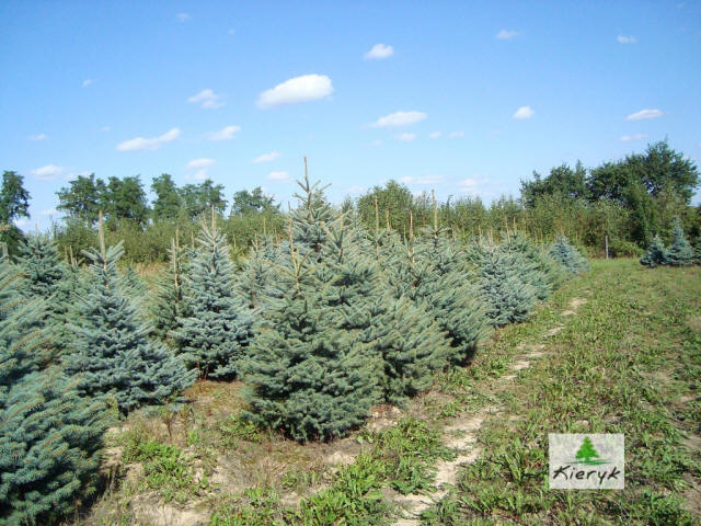 abete rosso picea pungens Polonia