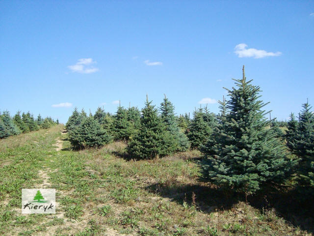 abete rosso picea pungens Polonia