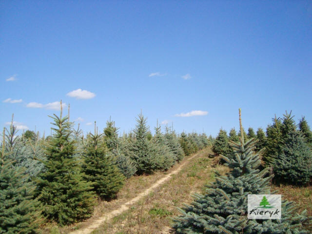 abete rosso picea pungens Polonia