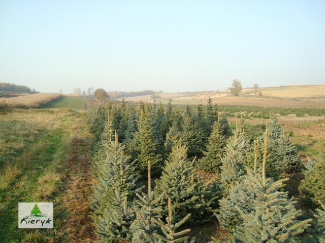 abete rosso picea pungens Polonia