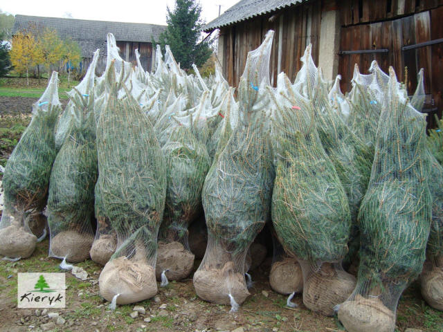 abete rosso picea pungens Polonia